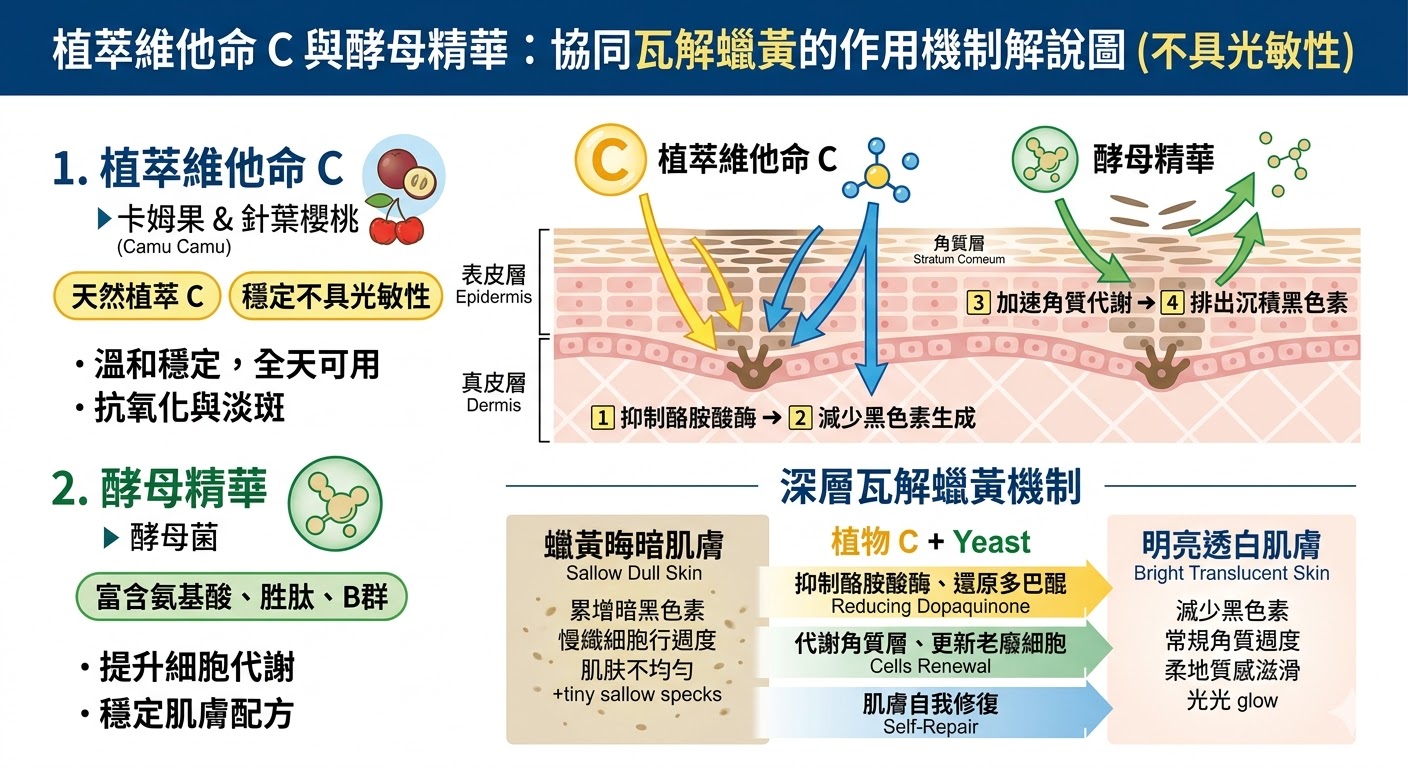 植萃維他命 C 與酵母精華運作原理的解說圖